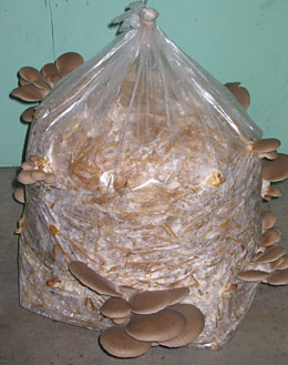 Indoor mushroom cultivation